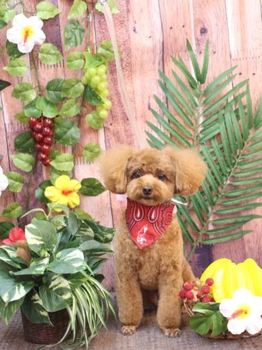 20230818ブラちゃん